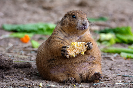 Chubby Prairie Dog Enjoying Corn