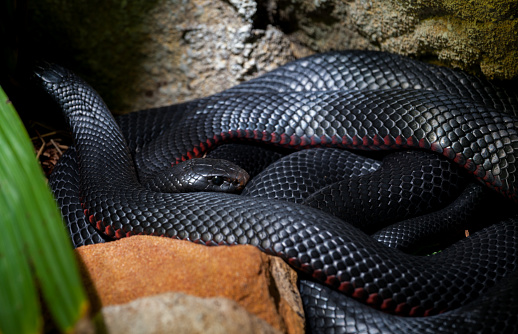 red belly black snake from Australia