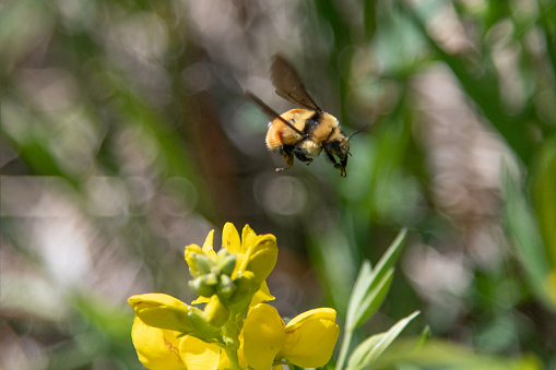 Colorful bumblebee pollination in springtime