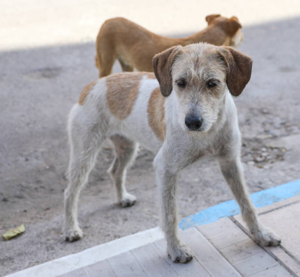 istock Homeless dogs. 1226493945