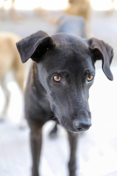 istock A black homeless dog looks on with hope. 1226494559