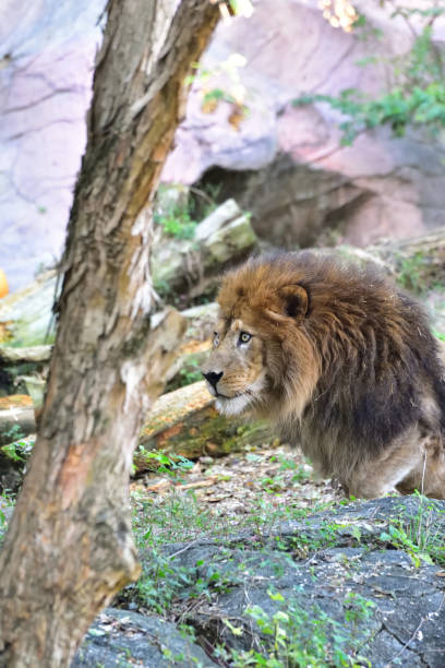 istock Lion, a king of cats 1226494893