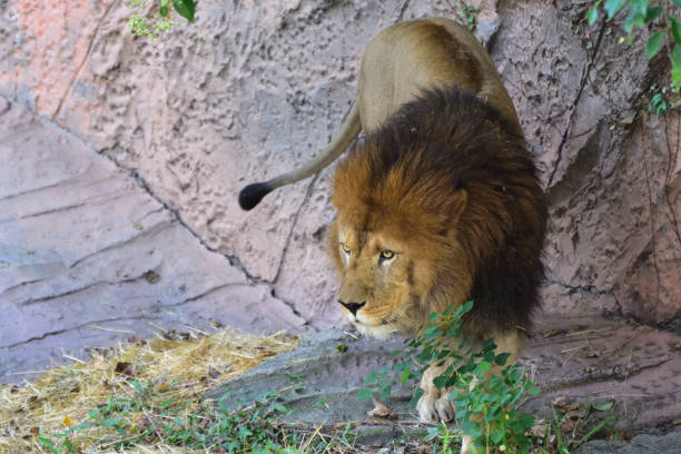 istock Lion, a king of cats 1226494894