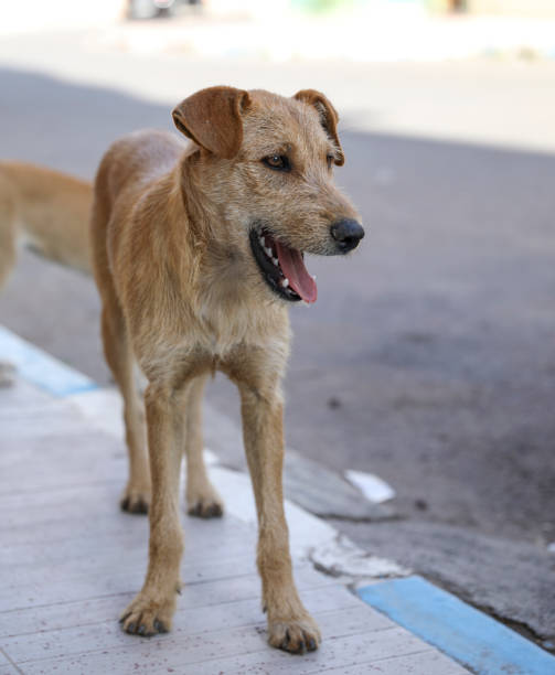 istock Homeless dogs. 1226495501