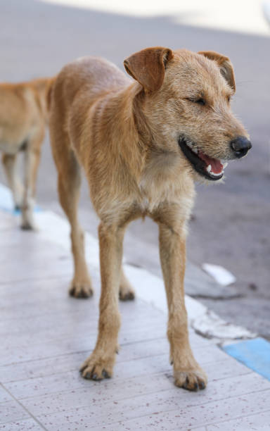 istock Homeless dogs. 1226495667
