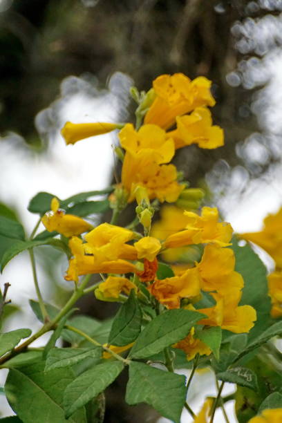 istock Yellow flowers on a bush 1226495718