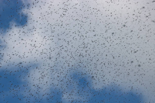 a huge number of mosquitoes against a cloudy sky. swarm of gnats. the mating season in mosquitoes. - midge imagens e fotografias de stock