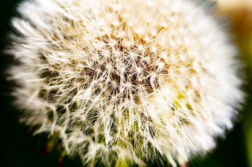 Close-up of a dandelion flower in a green meadow