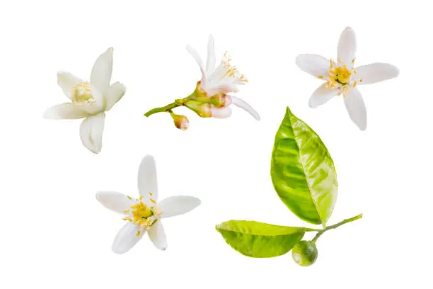 Photo of Isolated orange blossoms. Small branch of orange tree with flowers and   leaves isolated on white background