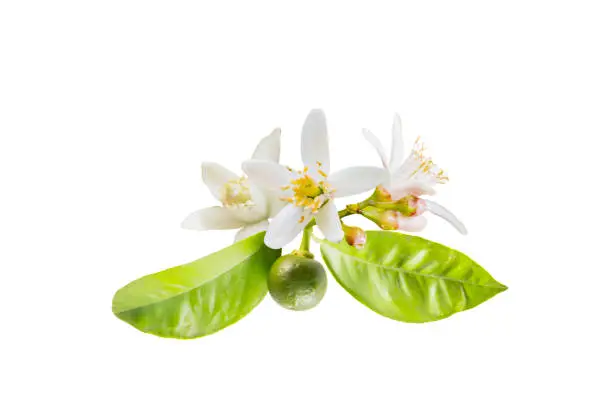 Isolated orange blossoms. Small branch of orange tree with flowers and 

leaves isolated on white background