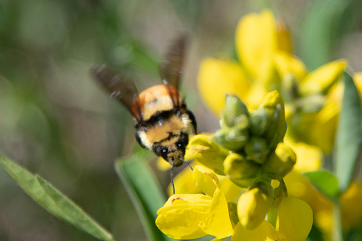 Colorful bumblebee pollination in springtime