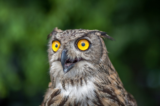 A close-up of an owl with yellow eyes wide open, looking to the side