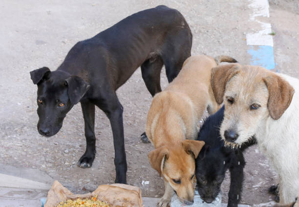 istock Homeless dogs. 1226501970