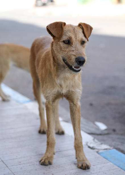 istock Red-haired homeless dog. 1226502826
