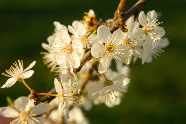 Early spring Prunus spinosa flowers. The flowers are about 1.5 centimetres (1⁄2 in) in diameter of five creamy-white petals.