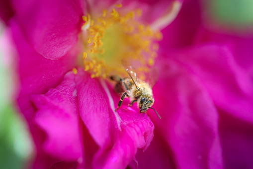 Macro shot of a bee shot in Brooklyn, NY