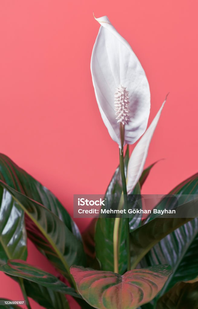 Foto de Lírio Da Paz Spathiphyllum Flor Closeup Shot Isolado No Fundo Cor  Rosa e mais fotos de stock de Aro - iStock