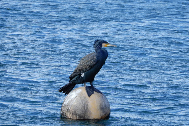 istock Cormorant at the port 1226510372