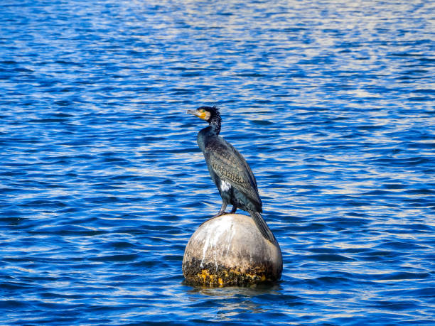 istock Cormorant at the port 1226510375