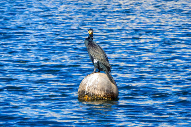 istock Cormorant at the port 1226510937