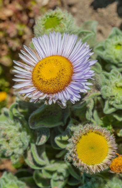 Seaside Daisy, Erigeron glaucus, Bodega Head State Park, Sonoma County, California. Is a species of flowering plant in the daisy family known by the common name seaside fleabane, or seaside daisy. This wildflower is native to the coastline of Oregon and California where it grows on beaches, coastal bluffs and dunes. seaside daisy, erigeron glaucus, bodega head state park, condado de sonoma, california. es una especie de planta con flores en la familia de margaritas conocida por el nombre común de pulgas costeras, o margarita junto al mar. esta flor silvestre es nativ