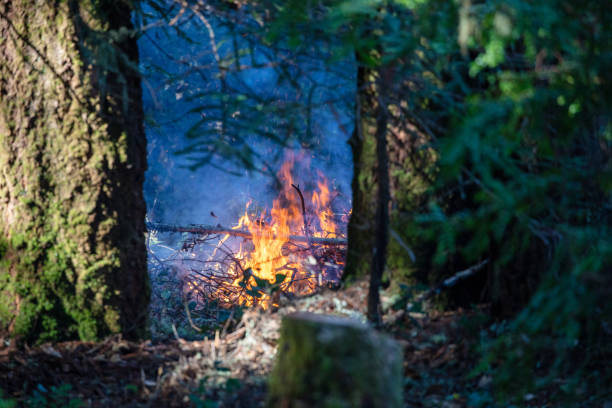 Fire in forest in redwood forest in northern California Fire in forest in redwood forest in northern California mendocino photos stock pictures, royalty-free photos & images