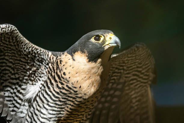 istock Falcon portrait close up from the side 1226516515