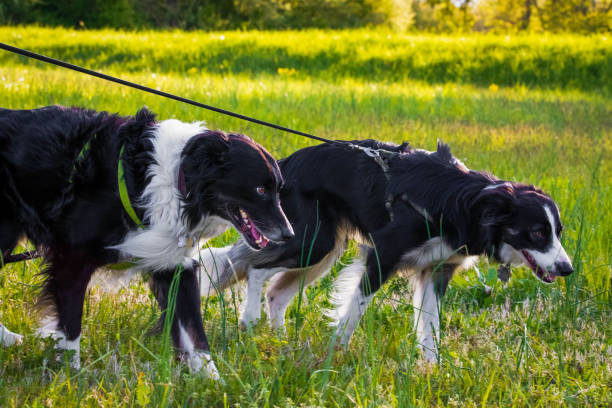 istock Beautiful sheepdog outside on summer day on leash 1226516517