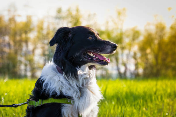 istock Beautiful sheepdog outside on summer day on leash 1226516521