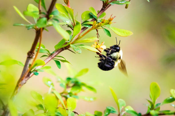 istock Close up bumblebee pollinating flowers in spring 1226516544