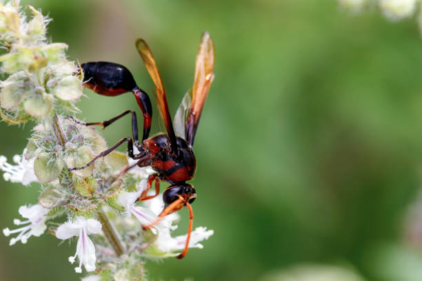 istock Wasps are flying insects that are easily recognized because they are known to sting when disturbed and their color is striking in some species. Wasps are included in the order Hymenoptera which also consists of ants and bees 1226517161