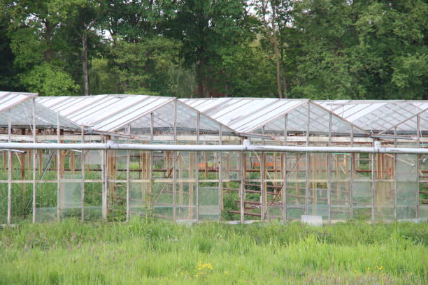 istock abandoned and dilapidated greenhouse with broken windows and rusty rafters in a meadow in Nieuwerkerk aan den IJssel 1226517202