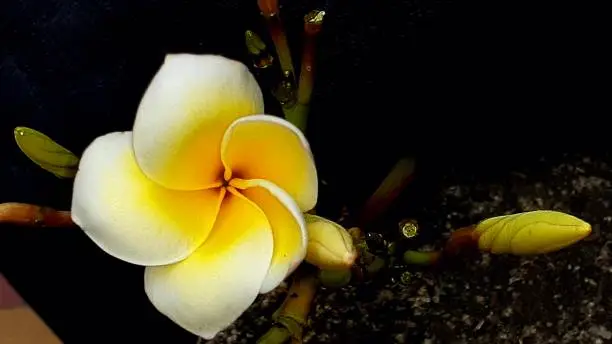 Plumeria alba is a species of the genus Plumeria (Apocynaceae). This 2-8m deciduous shrub has narrow elongated leaves, large and strongly perfumed white flowers with a yellow center. Native to Central America and the Caribbean,