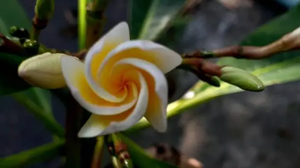 Plumeria alba is a species of the genus Plumeria (Apocynaceae). This 2-8m deciduous shrub has narrow elongated leaves, large and strongly perfumed white flowers with a yellow center. Native to Central America and the Caribbean,
