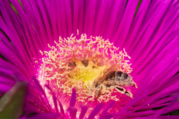 A bee pollinates a flower and collects honey