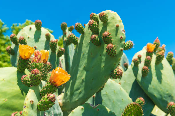 istock Yellow flower of cactus prickly pear 1226520735