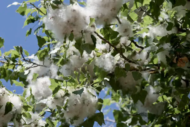 Photo of Poplar fluff on a tree in spring which causes an exacerbation of allergies