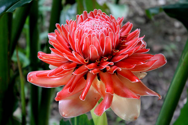 fleur de bourgeon de gingembre de torche rouge (etlingera elatior), également connue sous le nom de fleur de cire philippine, combrang, rose de porcelaine, gingembre grand indonésien - torch ginger photos et images de collection