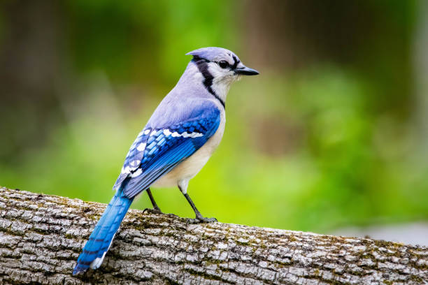 Blue jay portrait close up in summer green leafs