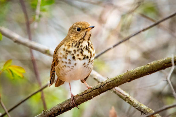istock Cute Hermit Thrush bird close up portrait 1226523331
