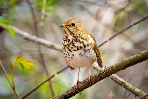 istock Cute Hermit Thrush bird close up portrait 1226523332