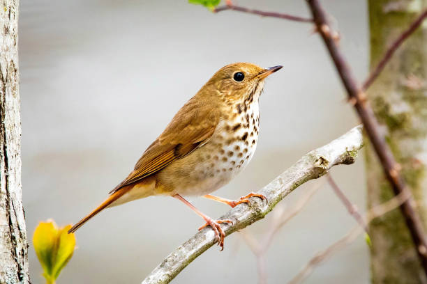 istock Cute Hermit Thrush bird close up portrait 1226523334