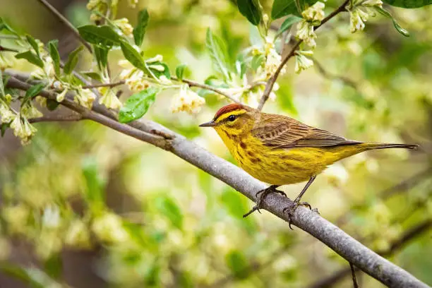 Photo of Cute palm warbler portrait close up in spring