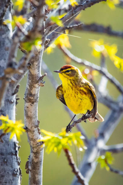 istock Cute palm warbler portrait close up in spring 1226523356