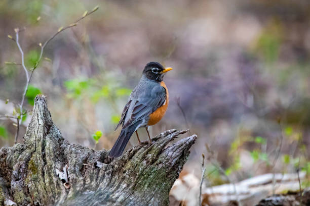 istock Cute robin bird close up portrait in spring 1226523378