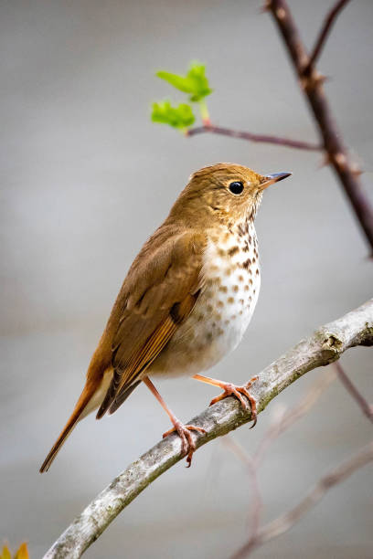 istock Cute Hermit Thrush bird close up portrait 1226523444