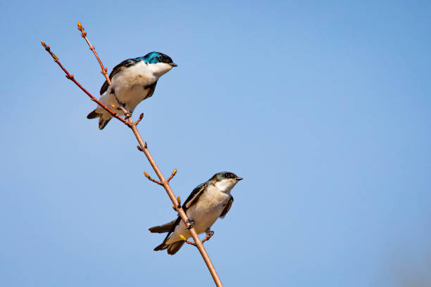 istock Cute tree swallow birds couple mating close up portrait in spring 1226523487