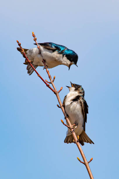 istock Cute tree swallow bird close up portrait in spring 1226523489