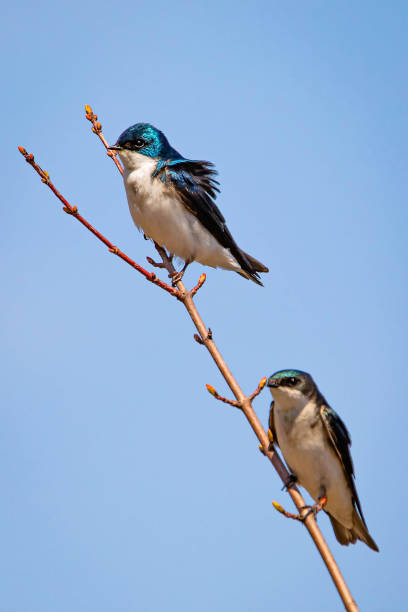 istock Cute tree swallow birds couple mating close up portrait in spring 1226523490