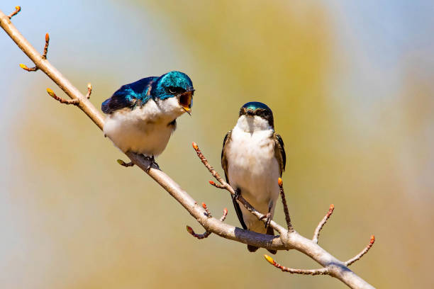 istock Cute tree swallow birds couple mating close up portrait in spring 1226523492